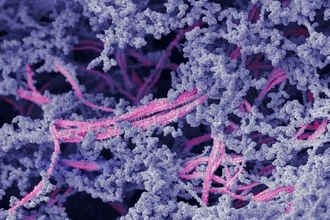 Укол вместо скальпеля: биоматериал для восстановления хряща в суставе