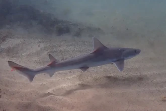 Учёные подтвердили: акулы размножаются без самцов благодаря партеногенезу