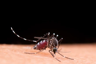 Как выбрать фумигатор от комаров: инструкция для спокойного отдыха