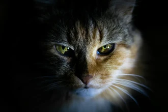 Паразит, который живёт в мозге: как он поможет лечить болезни?