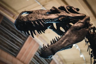 Сильные дожди в Бразилии обнажили скелет одного из древнейших динозавров