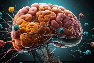 Тайна обновления мозга: как нейроны избавляются от старых белков