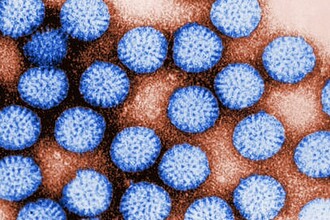 Разгадан механизм ротавируса: как белок VP3 маскирует вирусную РНК