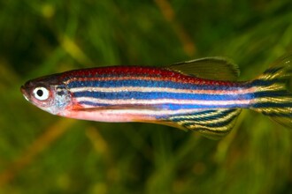 Рыбки данио: секрет регенерации мозга у людей?