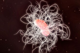 Микробиом кишечника: как бактерии управляют здоровьем и риском болезней