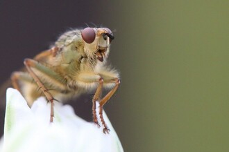 Стресс передаётся по наследству: как страх мух меняет поведение потомства