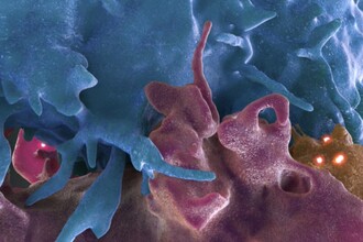 Иммунная артиллерия: как Т-клетки поражают раковые опухоли дистанционно