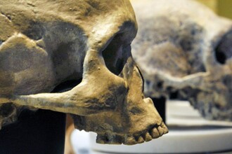 Генетическое наследство: как древние связи с неандертальцами сформировали нашу ДНК