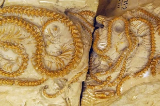 В Вайоминге нашли древних змей возрастом 38 млн лет: они погибли, сбившись в клубок