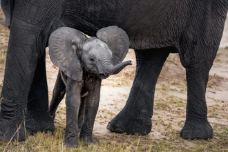 Секрет хобота: как слоны учат роботов мягкому захвату