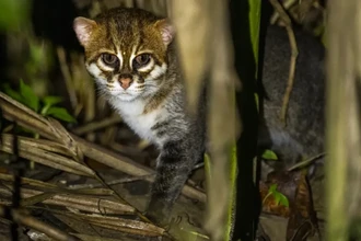 Суматранская кошка в Таиланде: первая встреча за 30 лет