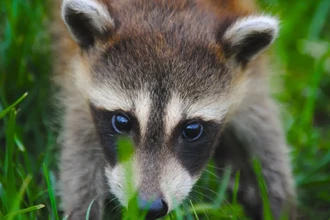 Птичий грипп H5N1: коровы заражают друг друга, а потом — кошек