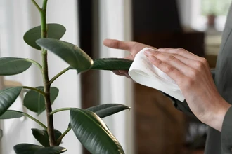 Как правильно очистить комнатные растения от пыли: 4 безопасных и эффективных способа