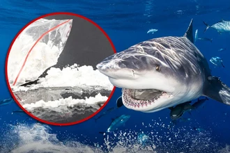 Акулы с кокаином: как наркотики из сточных вод попадают в океан