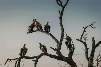 Вымирание грифов в Индии: как гибель птиц унесла жизни 500 000 человек