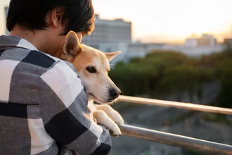 Как запах стресса влияет на собак: удивительные результаты исследования