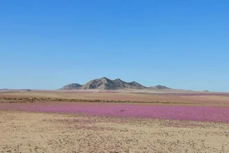 Пустыня Атакама зацвела зимой: почему это тревожный знак для экологии