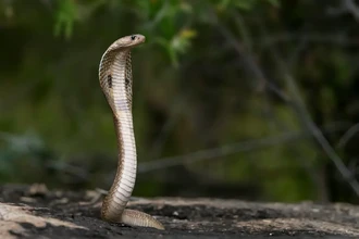 Новый антидот от кобры найден в старом препарате