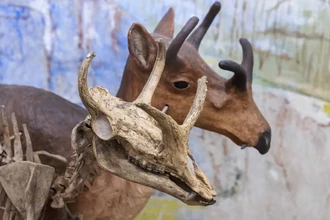 Как млекопитающие завоевали мир после динозавров: 66 млн лет эволюции