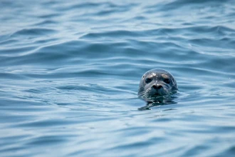 На пляжах Кейптауна зафиксирована вспышка бешенства среди тюленей