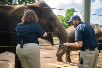 Слонихе Тесс впервые ввели вакцину от смертельного герпесвируса