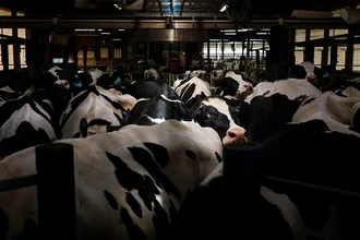 Птичий грипп у коров: мир готовится к новой пандемии?