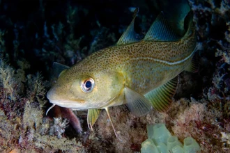 Потепление океана грозит исчезновением донных рыб Арктики к 2100 году