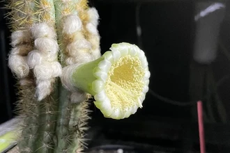 Первый вид в США исчез из-за моря: судьба шестиметрового светящегося кактуса