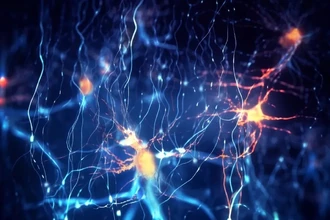 Как мозг хранит слова: почему «кошки» и «птицы» лежат на одной полке