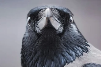 Учёные выяснили, на что способны серые вороны: удивительные результаты тестов