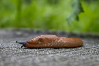 Нашествие испанских слизней: чем опасны гигантские моллюски в Подмосковье