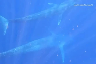 Впервые на видео: как самка синего кита кормит детеныша в океане