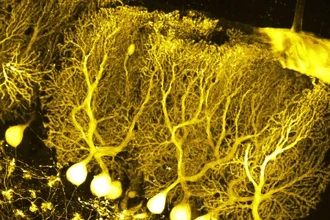 Нейроморфный чип с дендритами: как новая архитектура копирует мозг