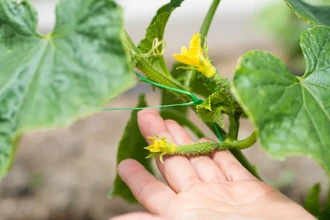 Как опылять растения вручную: 3 простых способа для богатого урожая