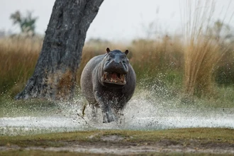 Бегемоты умеют «летать»: ученые обнаружили необычную фазу бега