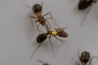 Муравьи-хирурги: как они ампутируют конечности для спасения жизни