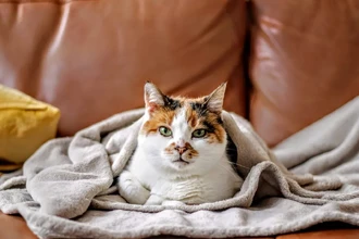 Почему кошки портят диваны: научное объяснение поведения питомцев