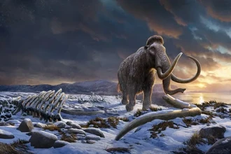 Вымерли ли мамонты из-за древних охотников? Новые данные учёных