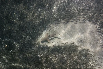 Искусственная утроба для акулят: как японские ученые спасают акул в инкубаторе