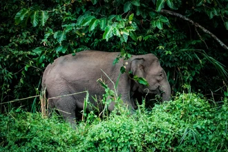 Борнейские слоны — самые маленькие в мире — официально признаны вымирающим видом