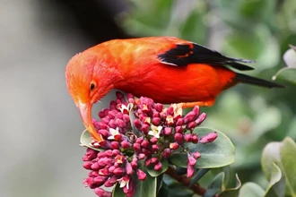 10 миллионов комаров-камикадзе выпустили на Гавайях для спасения редких птиц