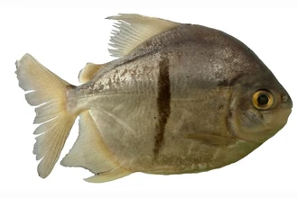 Учёные открыли в Амазонке новый вид рыбы паку и назвали её в честь Саурона