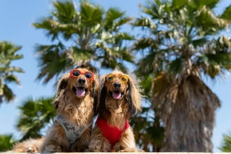 Как пережить жару собаке: 7 правил спасения от перегрева