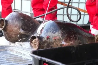 Старейшее вино, корабль Шеклтона и египетская Мардж: археологические сенсации недели