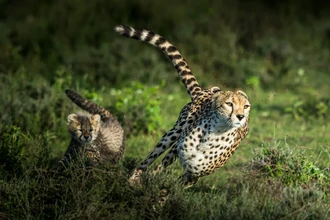 Почему гепард быстрый, а слон нет: физика скорости животных