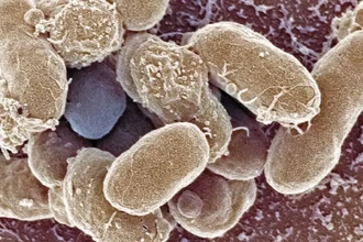 Машинное обучение открыло миллион новых пептидов против супербактерий