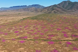 В ЮАР обнаружили древнейшие жилые термитники возрастом 34 тысячи лет
