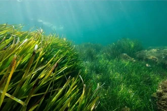 1400 лет под водой: генетические часы нашли древнейшее морское растение