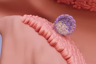 Тайный диалог эмбриона и матки: как начинается беременность