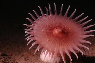 Глубоководная экспедиция нашла самое долгоживущее животное